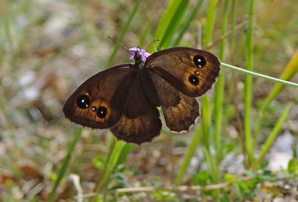 Erebia. No, Satyrus ferula - Nymphalidae